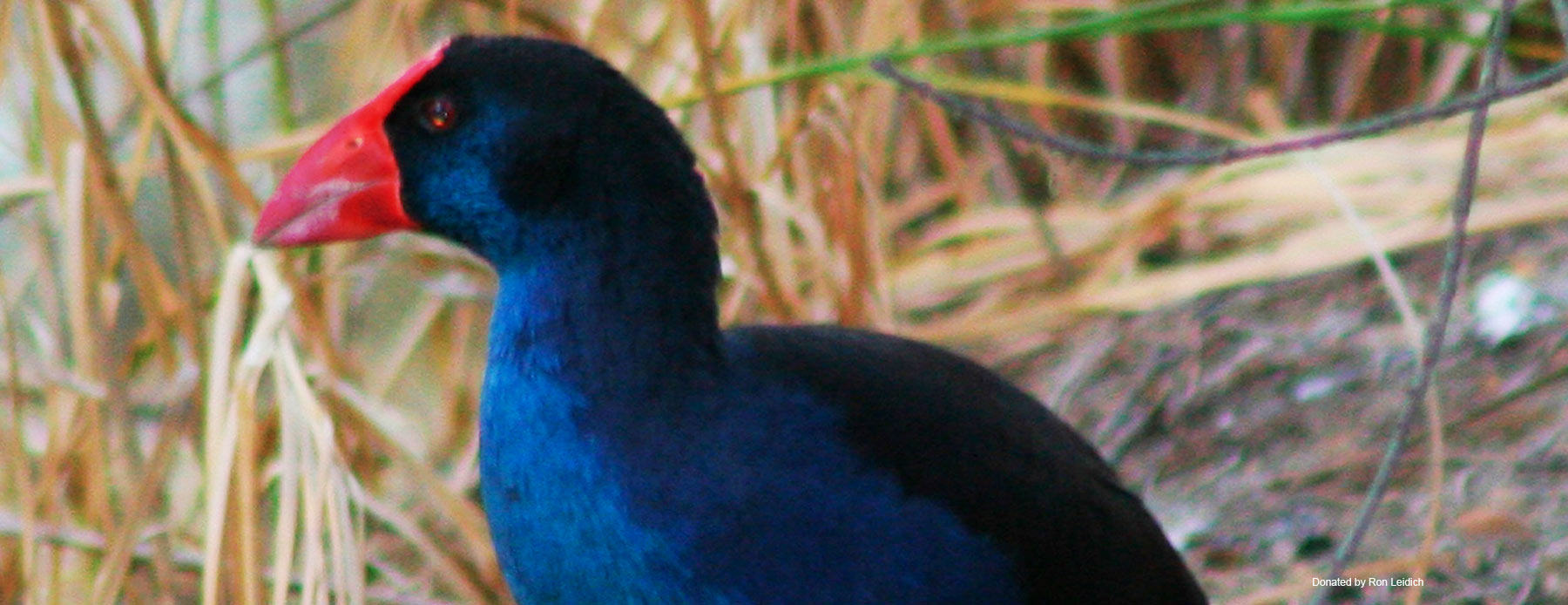 swamphen